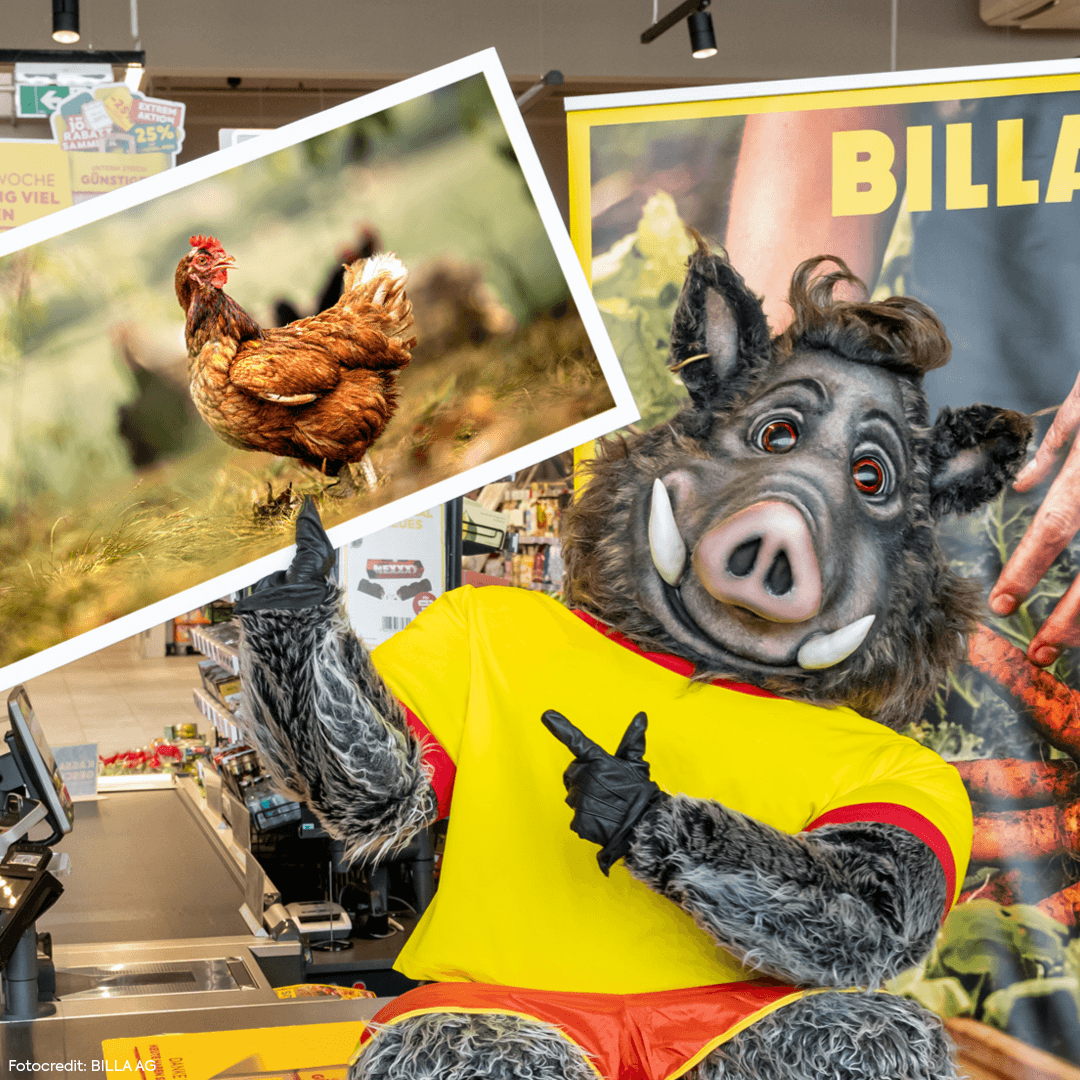 Quiz: BILLA Tierwohl – Mehr Platz, mehr Respekt! Challenge-Banner